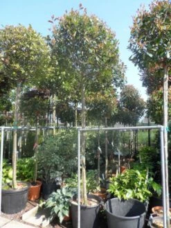 Glansmispel Als Boom (Photinia Fraseri 'Red Robin') 15 Glansmispel Als Boom (Photinia Fraseri 'Red Robin') -DIRECTPLANT Winkel photinia fraseri red robin 12 14 16ho cont