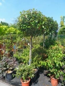 Glansmispel Op Stam (Photinia Fraseri 'Red Robin') -DIRECTPLANT Winkel photinia fraseri red robin 120stam c50 extra