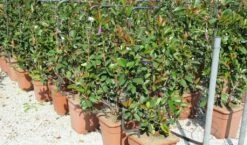 Glansmispel Als Leivorm (Photinia Fraseri 'Red Robin') -DIRECTPLANT Winkel photinia fraseri red robin 52x110 leivorm 2 1