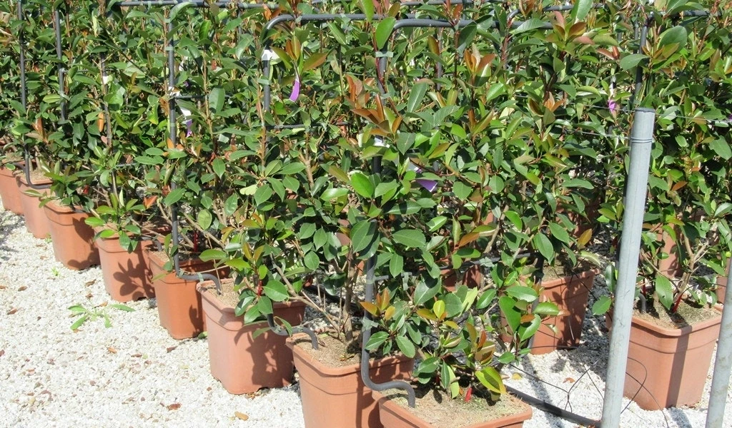 Glansmispel Als Leivorm (Photinia Fraseri 'Red Robin') 5 Glansmispel Als Leivorm (Photinia Fraseri 'Red Robin') - Afbeelding 3