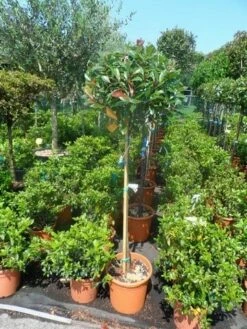 Glansmispel Op Stam (Photinia Fraseri 'Red Robin') -DIRECTPLANT Winkel photinia fraseri red robin halfstam c25