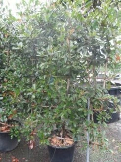 Glansmispel Als Leivorm (Photinia Fraseri 'Red Robin') -DIRECTPLANT Winkel photinia fraseri red robin leivorm 180x100 1