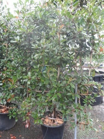 Glansmispel Als Leivorm (Photinia Fraseri 'Red Robin') 4 Glansmispel Als Leivorm (Photinia Fraseri 'Red Robin') - Afbeelding 2