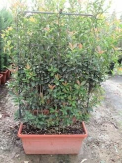 Glansmispel Als Leivorm (Photinia Fraseri 'Red Robin') 12 Glansmispel Als Leivorm (Photinia Fraseri 'Red Robin') -DIRECTPLANT Winkel photinia fraseri red robin leivorm 80x120 2