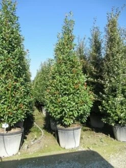 Glansmispel, Pyramide (Photinia Fraseri 'Red Robin' ) -DIRECTPLANT Winkel photinia fraseri red robin piramide 1