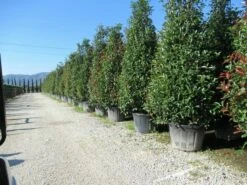 Glansmispel, Pyramide (Photinia Fraseri 'Red Robin' ) -DIRECTPLANT Winkel photinia fraseri red robin piramide 2