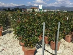 Glansmispel Als Leivorm (Photinia Fraseri 'Red Robin') 14 Glansmispel Als Leivorm (Photinia Fraseri 'Red Robin') -DIRECTPLANT Winkel photinia lage leivorm c18 2