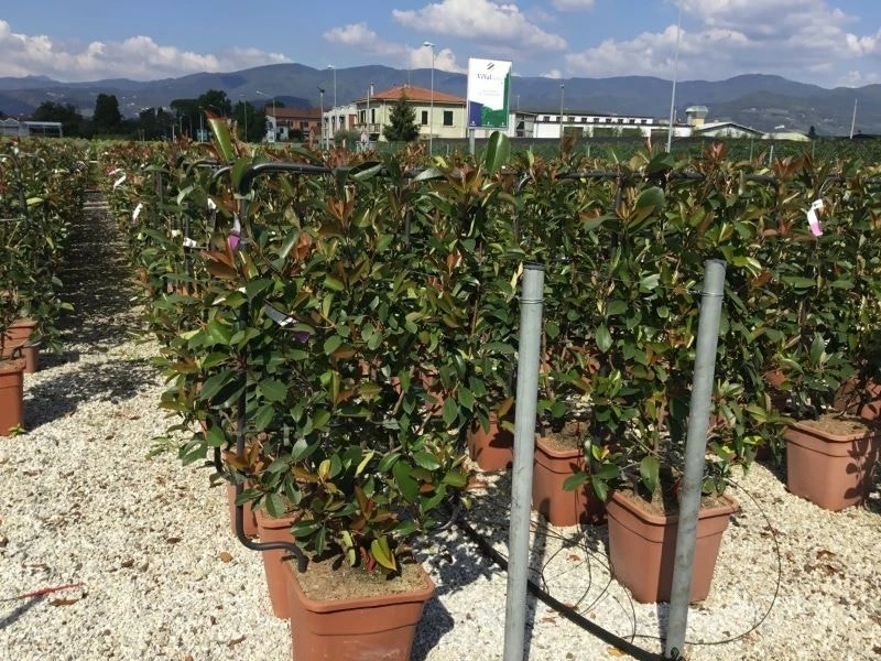 Glansmispel Als Leivorm (Photinia Fraseri 'Red Robin') 8 Glansmispel Als Leivorm (Photinia Fraseri 'Red Robin') - Afbeelding 6