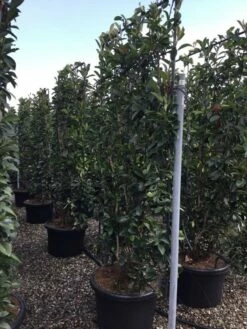 Glansmispel Als Leivorm (Photinia Fraseri 'Red Robin') -DIRECTPLANT Winkel photinia lage leivorm c60 1