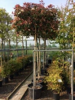 Glansmispel Als Leiboom (Photinia Fraseri 'Red Robin') -DIRECTPLANT Winkel photinia lei 10 12cm 1