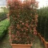 Glansmispel Meeneemhaag (Photinia Fraseri 'Red Robin') -DIRECTPLANT Winkel photinia r.robin compacta spalliera h120x80 fioriera 1 1