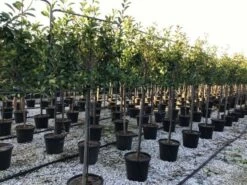 Glansmispel Halfstam Als Leiboom (Photinia Fraseri 'Red Robin') 9 Glansmispel Halfstam Als Leiboom (Photinia Fraseri 'Red Robin') -DIRECTPLANT Winkel photinia red robin 130cm stem leivorm