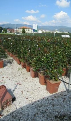 Glansmispel Als Leivorm (Photinia Fraseri 'Red Robin') -DIRECTPLANT Winkel photinia red robin 52x110 leivorm