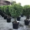 Meerstammige Glansmispel (Photinia Fraseri 'Red Robin') -DIRECTPLANT Winkel photinia red robin c70 meerstammig