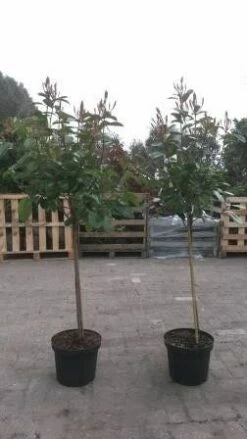 Glansmispel Op Stam (Photinia Fraseri 'Red Robin') -DIRECTPLANT Winkel photinia red robin op stam