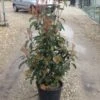Glansmispel (Photinia 'Robusta Compacta')
