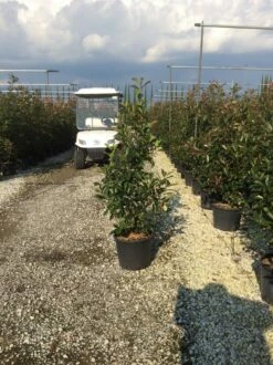 Glansmispel (Photinia 'Robusta Compacta') 5 Glansmispel (Photinia 'Robusta Compacta') -DIRECTPLANT Winkel photinia robusta compacta 2