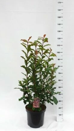 Glansmispel (Photinia Serratifolia ‘Crunchy’) -DIRECTPLANT Winkel photinia serratifolia crunchy week 45 2019 1600x1200 2