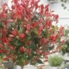 Glansmispel Op Stam (Photinia Fraseri 'Little Red Robin')
