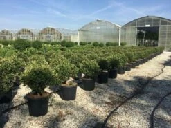 Glansmispel Als Bolvorm (Photinia Fraseri 'Carré Rouge') -DIRECTPLANT Winkel photiniacarrerougebal01