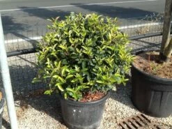 Glansmispel Als Bolvorm (Photinia Fraseri 'Carré Rouge') -DIRECTPLANT Winkel photiniacarrerougebal02 2