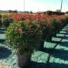 Glansmispel Als Bolvorm (Photinia Fraseri 'Carré Rouge') 1 Glansmispel Als Bolvorm (Photinia Fraseri 'Carré Rouge') -DIRECTPLANT Winkel photiniacarrerougebal03 2