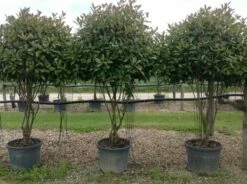 Meerstammige Glansmispel (Photinia Fraseri 'Red Robin') -DIRECTPLANT Winkel photiniaredrobinmeerstammig01 1