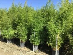 Bamboe (Phyllostachys Aurea) -DIRECTPLANT Winkel phyllostachus aurea 150 200cm