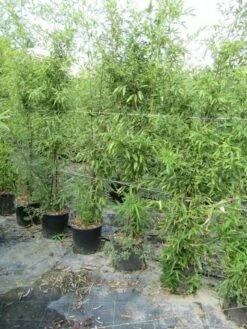 Bamboe (Phyllostachys Aurea) -DIRECTPLANT Winkel phyllostachys