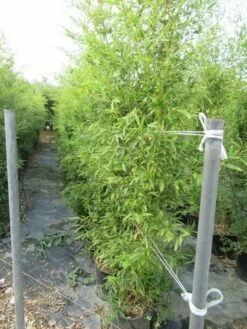 Bamboe (Phyllostachys Aurea) -DIRECTPLANT Winkel phyllostachys 2