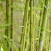 Bamboe (Phyllostachys Aurea)