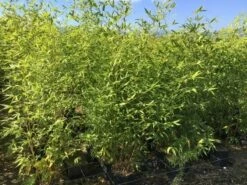 Bamboe (Phyllostachys Aurea) -DIRECTPLANT Winkel phyllostachys aurea 100 125cm c5