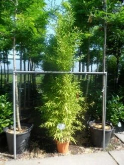 Bamboe (Phyllostachys Aurea) -DIRECTPLANT Winkel phyllostachys aurea 175 200 c12