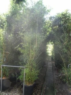 Bamboe (Phyllostachys Aurea) -DIRECTPLANT Winkel phyllostachys aurea 250 300 c35