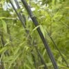 Bamboe (Phyllostachys Nigra) -DIRECTPLANT Winkel phyllostachys nigra