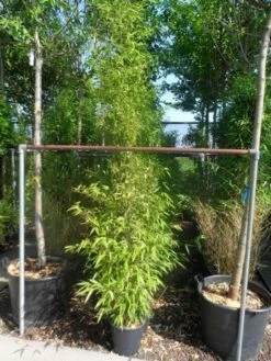 Bamboe (Phyllostachys Nigra) 14 Bamboe (Phyllostachys Nigra) -DIRECTPLANT Winkel phyllostachys nigra 150 200 c12