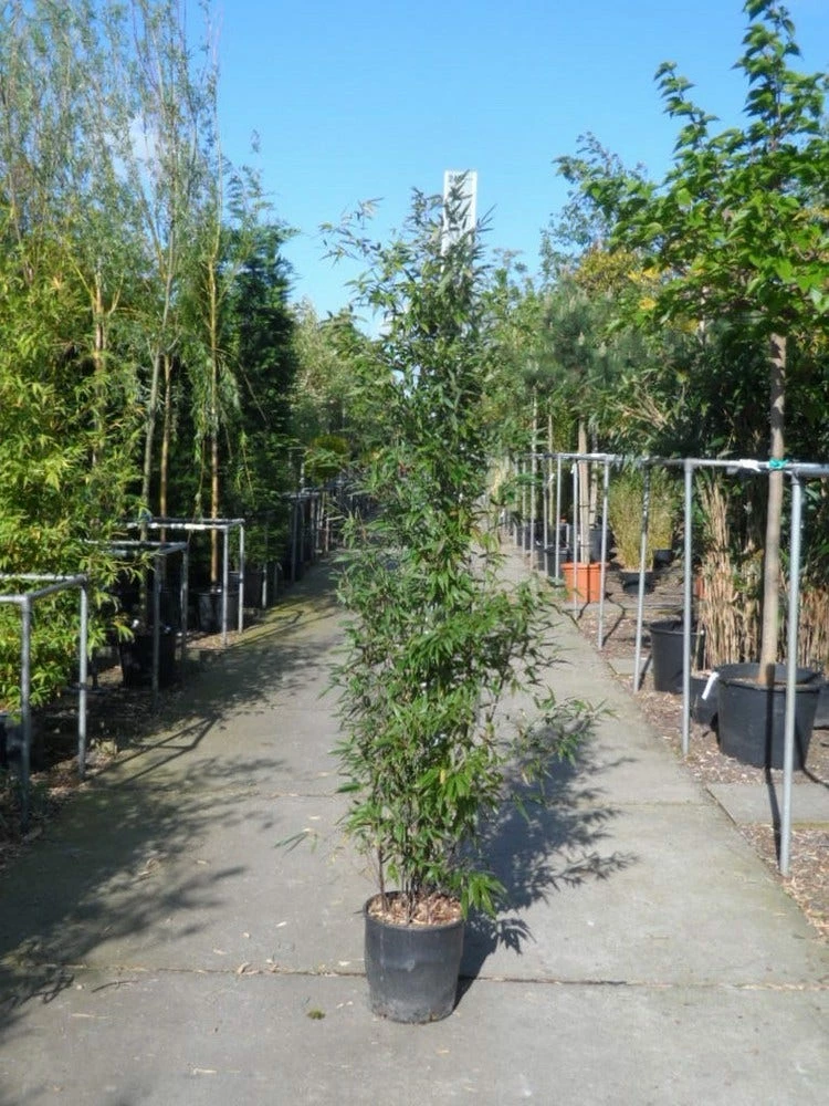 Bamboe (Phyllostachys Nigra) 9 Bamboe (Phyllostachys Nigra) - Afbeelding 7