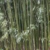 Bamboe (Phyllostachys Viridiglaucescens) -DIRECTPLANT Winkel phyllostachys viridis glaucescens