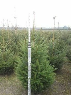 Fijnspar (Picea Abies) -DIRECTPLANT Winkel picea abies 125 150 5 1 1