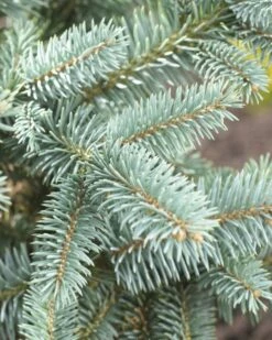 Fijnspar (Picea Abies) -DIRECTPLANT Winkel picea abies 2 1 1