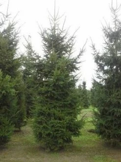 Fijnspar (Picea Abies) -DIRECTPLANT Winkel picea abies 2 450 500 1