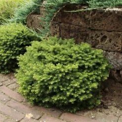 Kussenspar (Picea Abies 'Little Gem') 7 Kussenspar (Picea Abies 'Little Gem') -DIRECTPLANT Winkel picea abies little gem