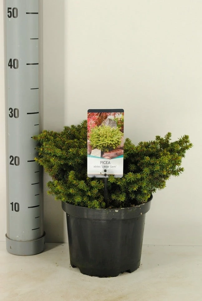 Kussenspar (Picea Abies 'Little Gem') 3 Kussenspar (Picea Abies 'Little Gem')