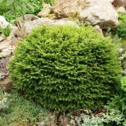Spar (Picea Abies 'Nidiformis') -DIRECTPLANT Winkel picea abies nidiformis