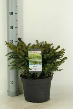 Spar (Picea Abies 'Nidiformis') -DIRECTPLANT Winkel picea abies nidiformis c5 m