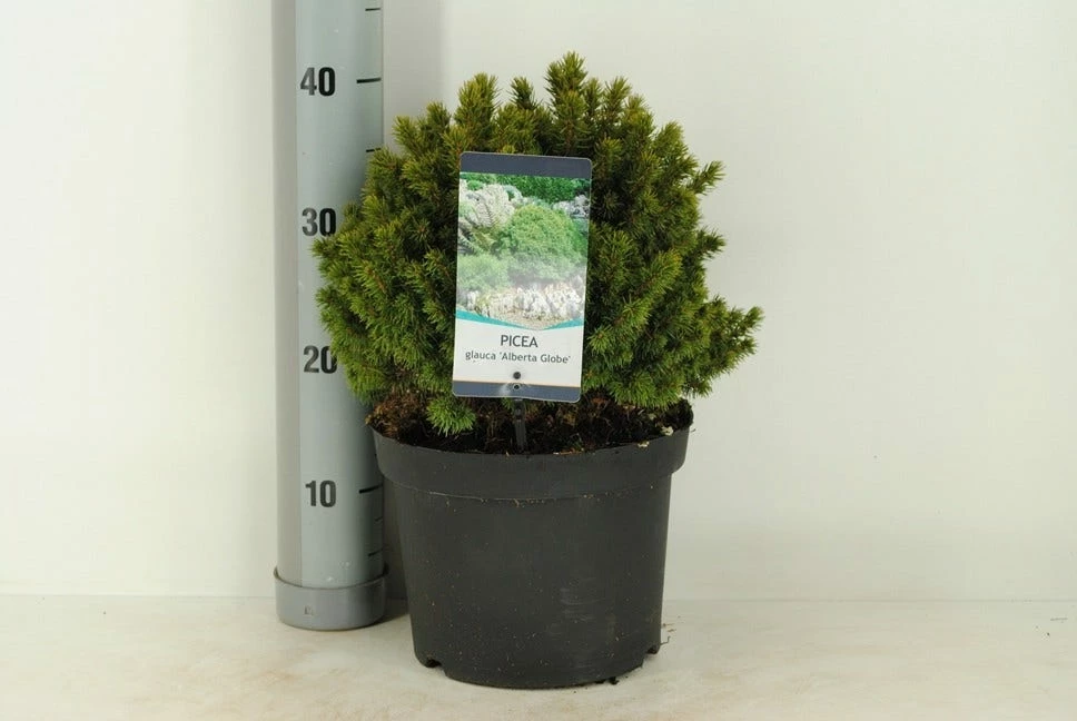 Kogelspar (Picea Glauca 'Alberta Globe') 4 Kogelspar (Picea Glauca 'Alberta Globe') - Afbeelding 2