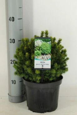 Kogelspar (Picea Glauca 'Alberta Globe') -DIRECTPLANT Winkel picea glauca alberta globe winter c3 m 1