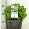 Kogelspar (Picea Glauca 'Alberta Globe') -DIRECTPLANT Winkel picea glauca alberta globe zomer c3 m 1