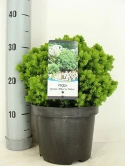 Kogelspar (Picea Glauca 'Alberta Globe')