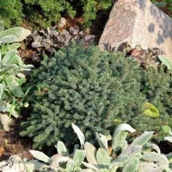 Dwergspar (Picea Glauca 'Echiniformis') -DIRECTPLANT Winkel picea glauca echiniformis